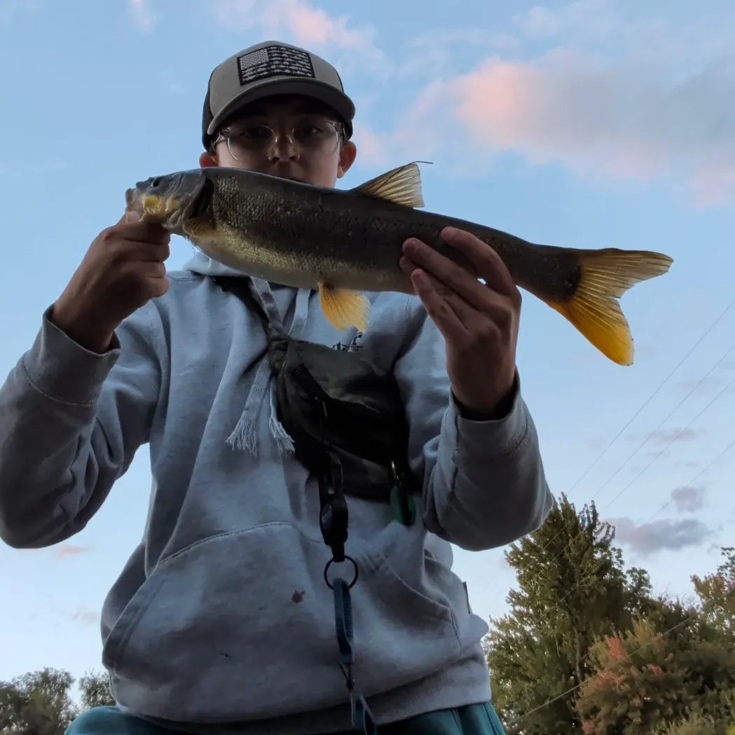 Northern pikeminnow caught on Fishbrain