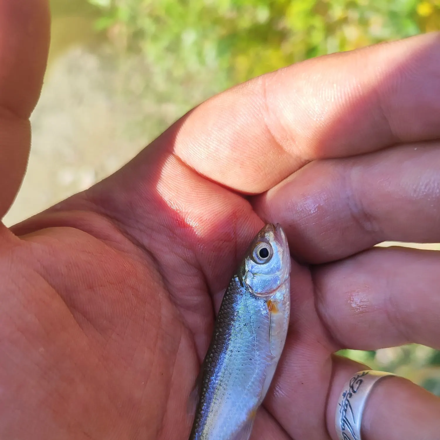 The most recent Vairone catches on Fishbrain