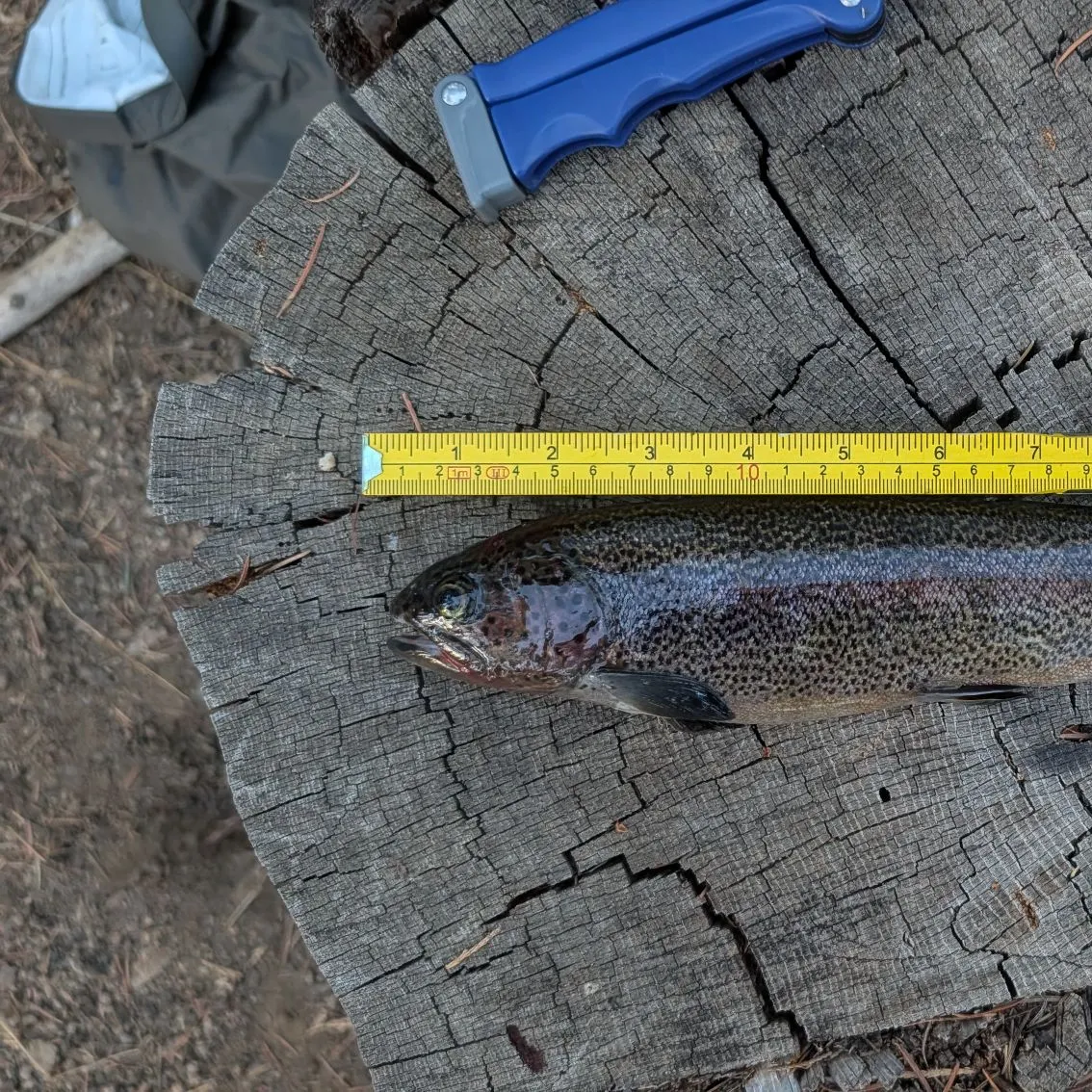 Rainbow trout caught on Fishbrain
