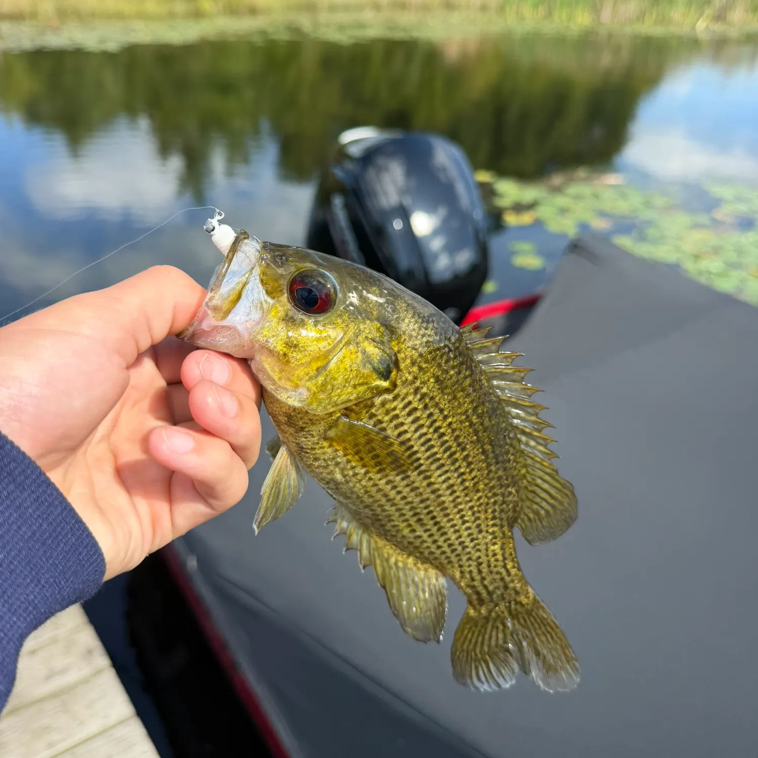 Fish caught on Fishbrain