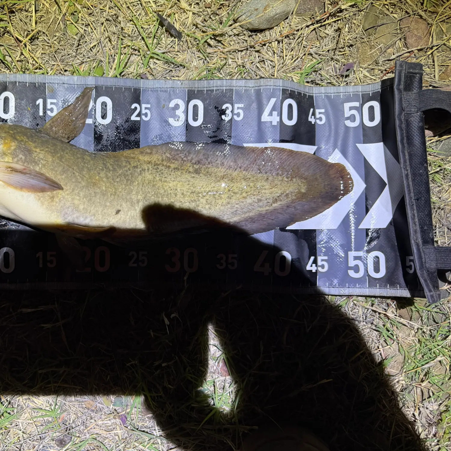 The most recent Dewfish catches on Fishbrain