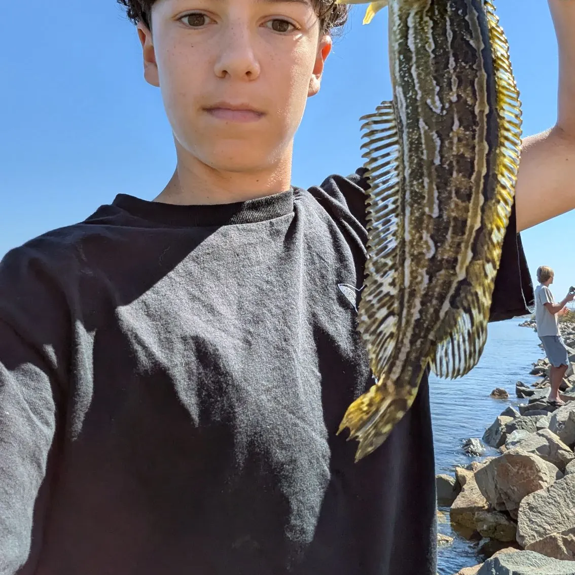 The most recent Giant kelpfish catches on Fishbrain
