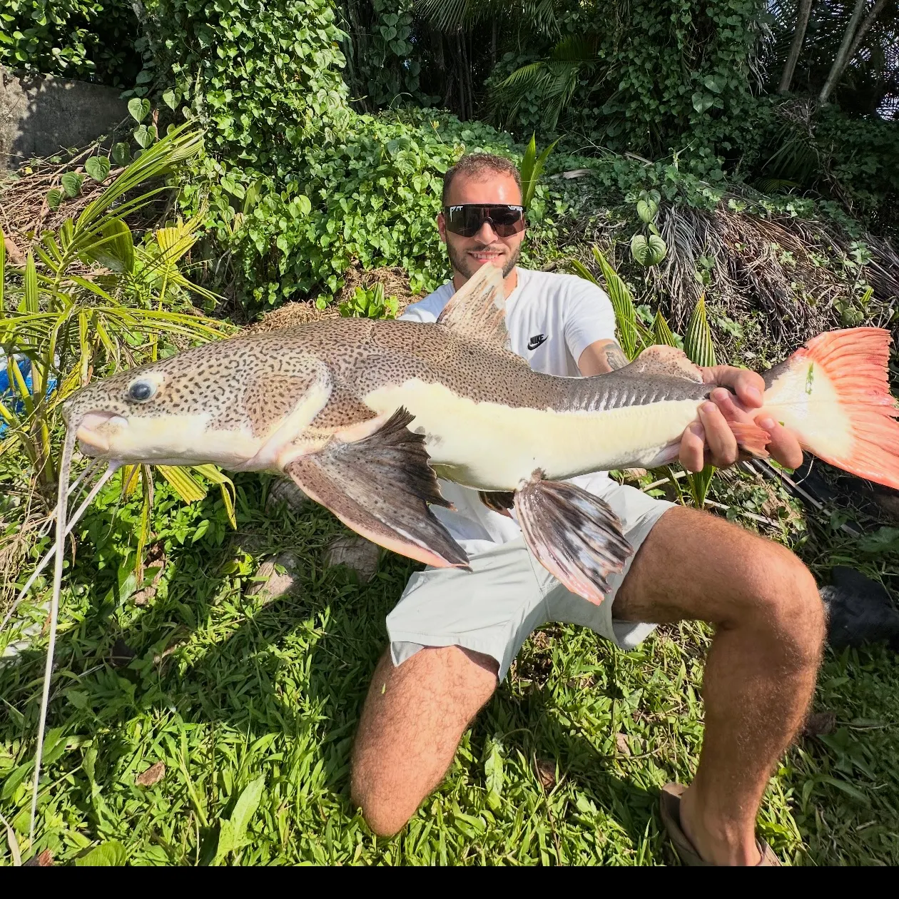 The most recent Redtail catfish catches on Fishbrain
