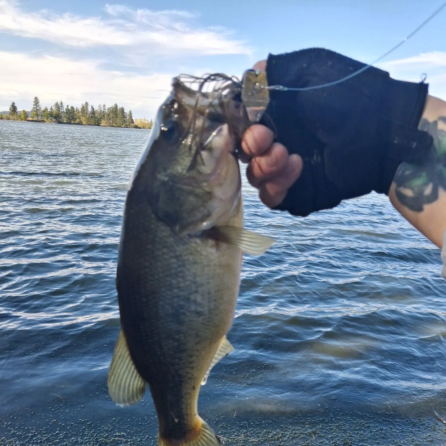 Largemouth bass caught on Fishbrain