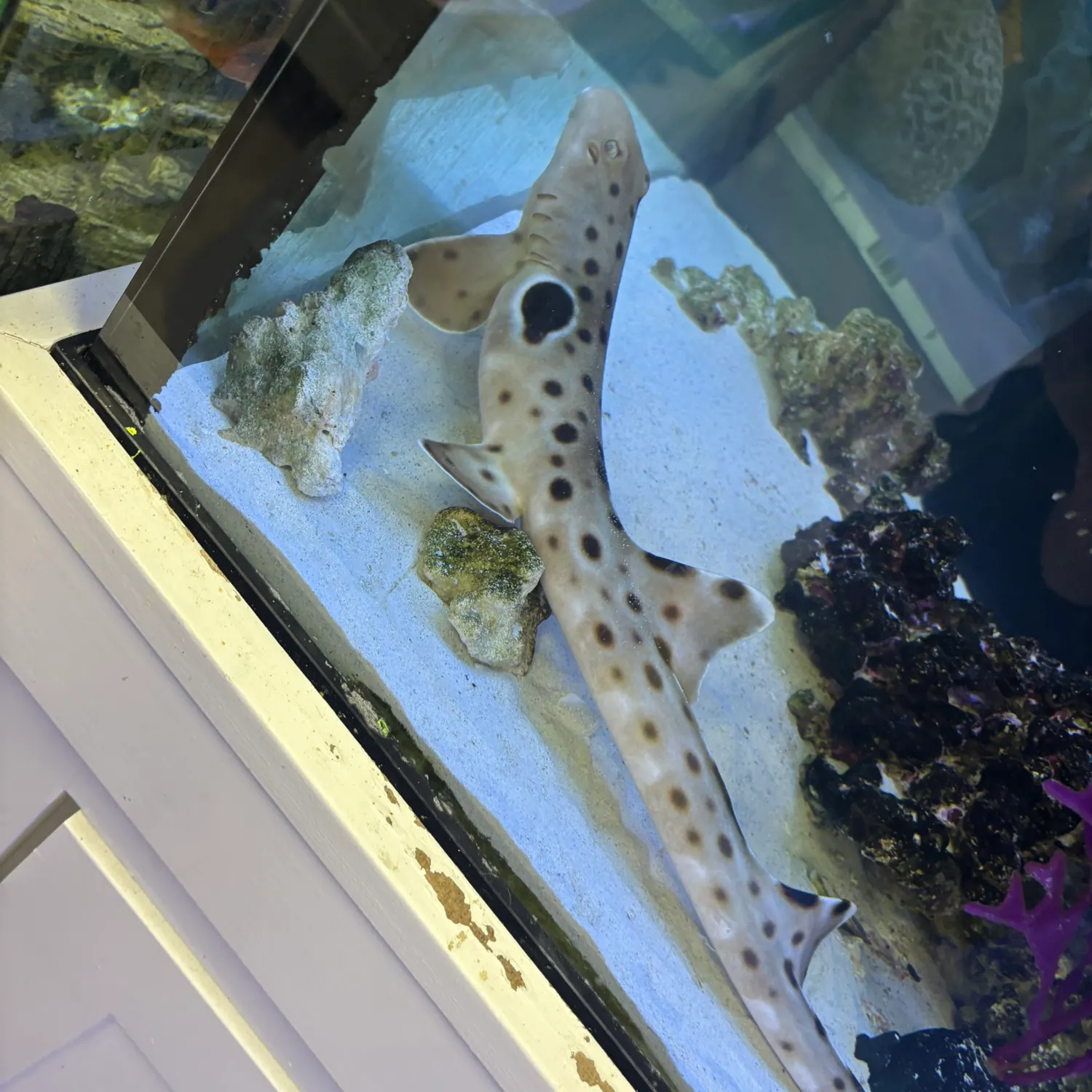 The most recent Horn shark catches on Fishbrain