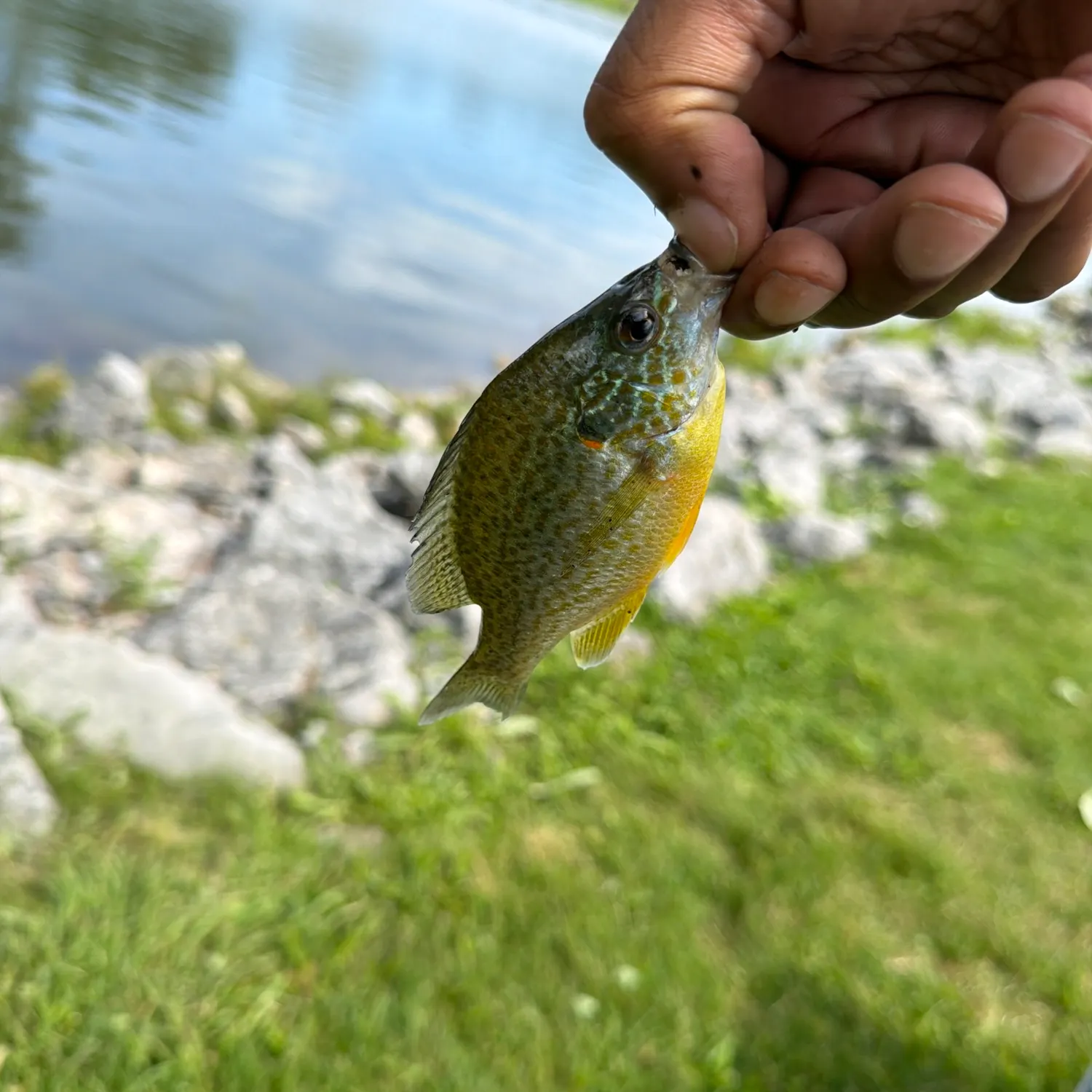 Pumpkinseed caught on Fishbrain