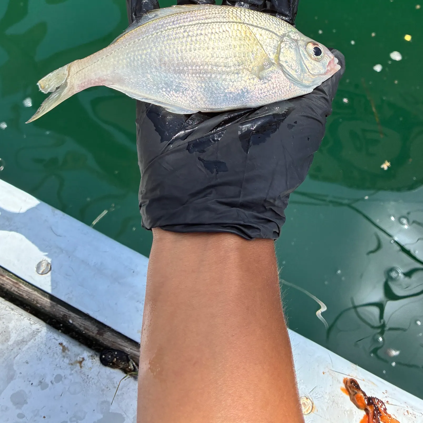 The most recent White seaperch catches on Fishbrain