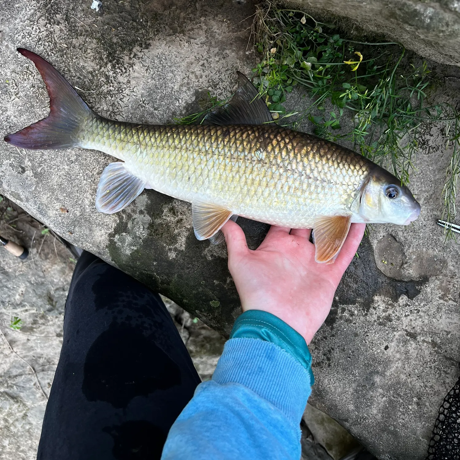 The most recent Smallmouth redhorse catches on Fishbrain