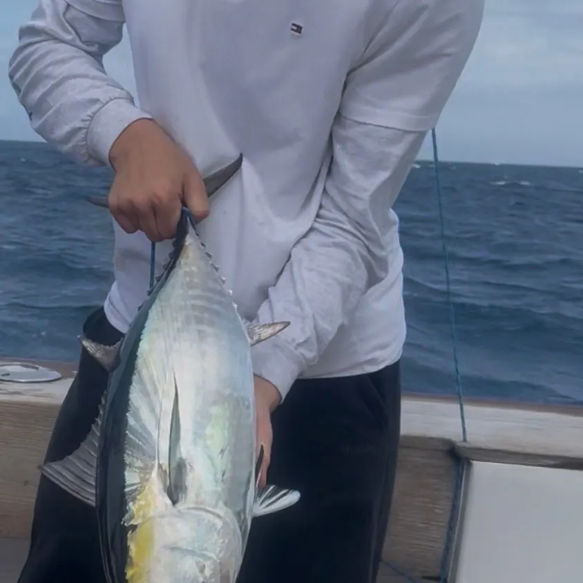 The most recent Bigeye tuna catches on Fishbrain
