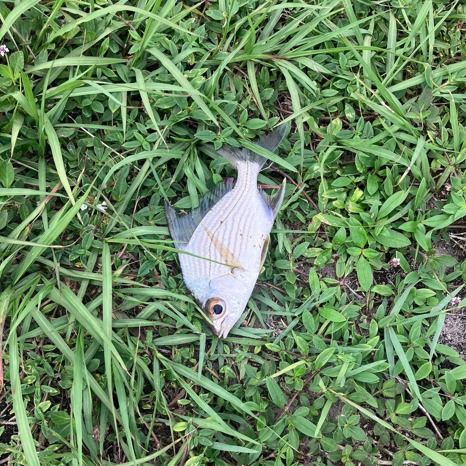 The most recent Striped mojarra catches on Fishbrain