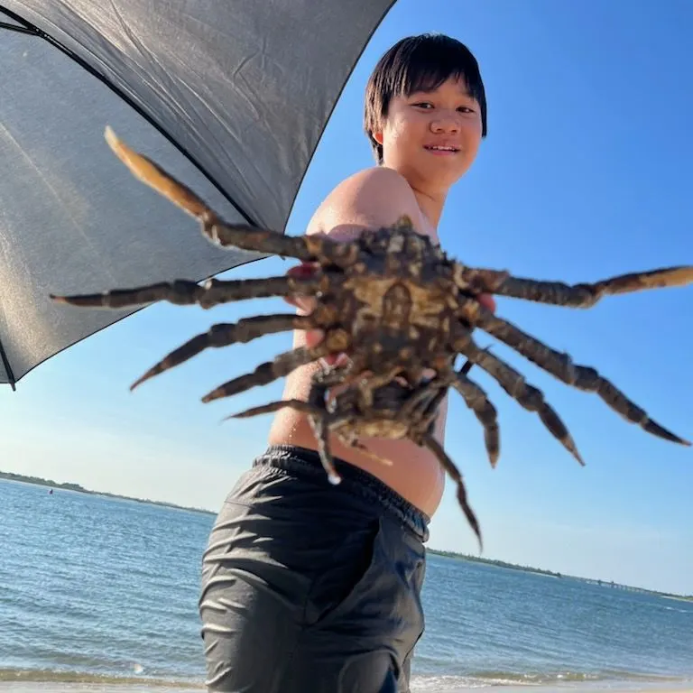 The most recent European spider crab catches on Fishbrain