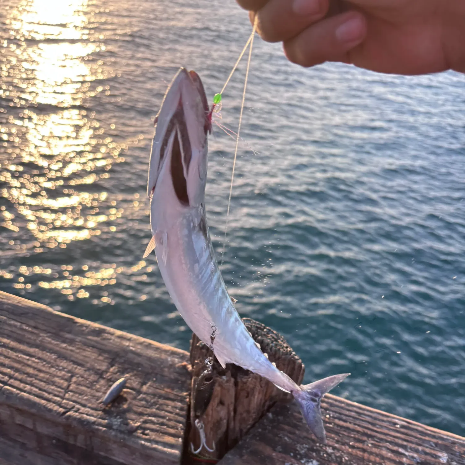The most recent Pacific bonito catches on Fishbrain