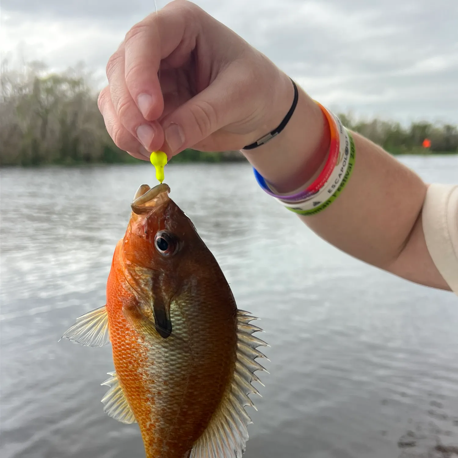 The most recent Redbreast sunfish catches on Fishbrain