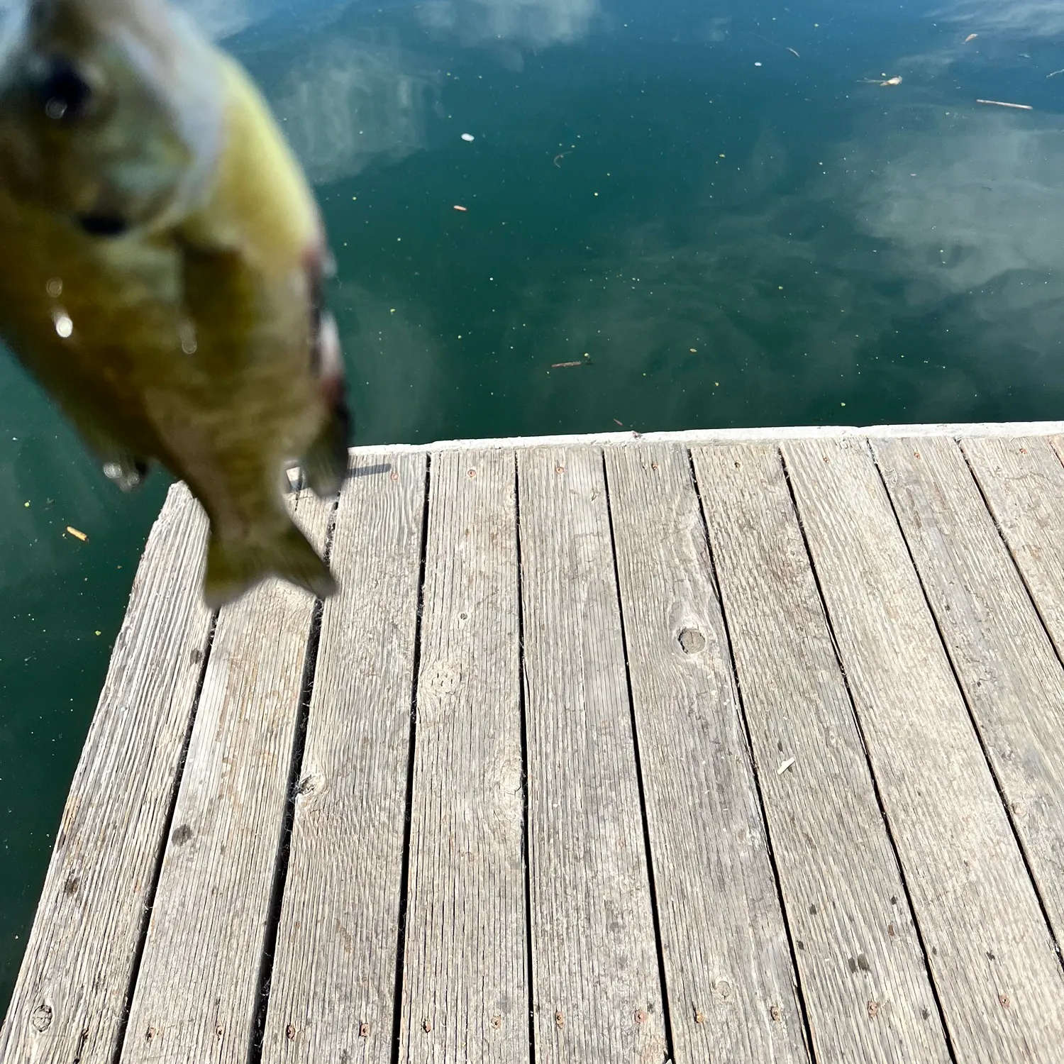 Bluegill caught on Fishbrain
