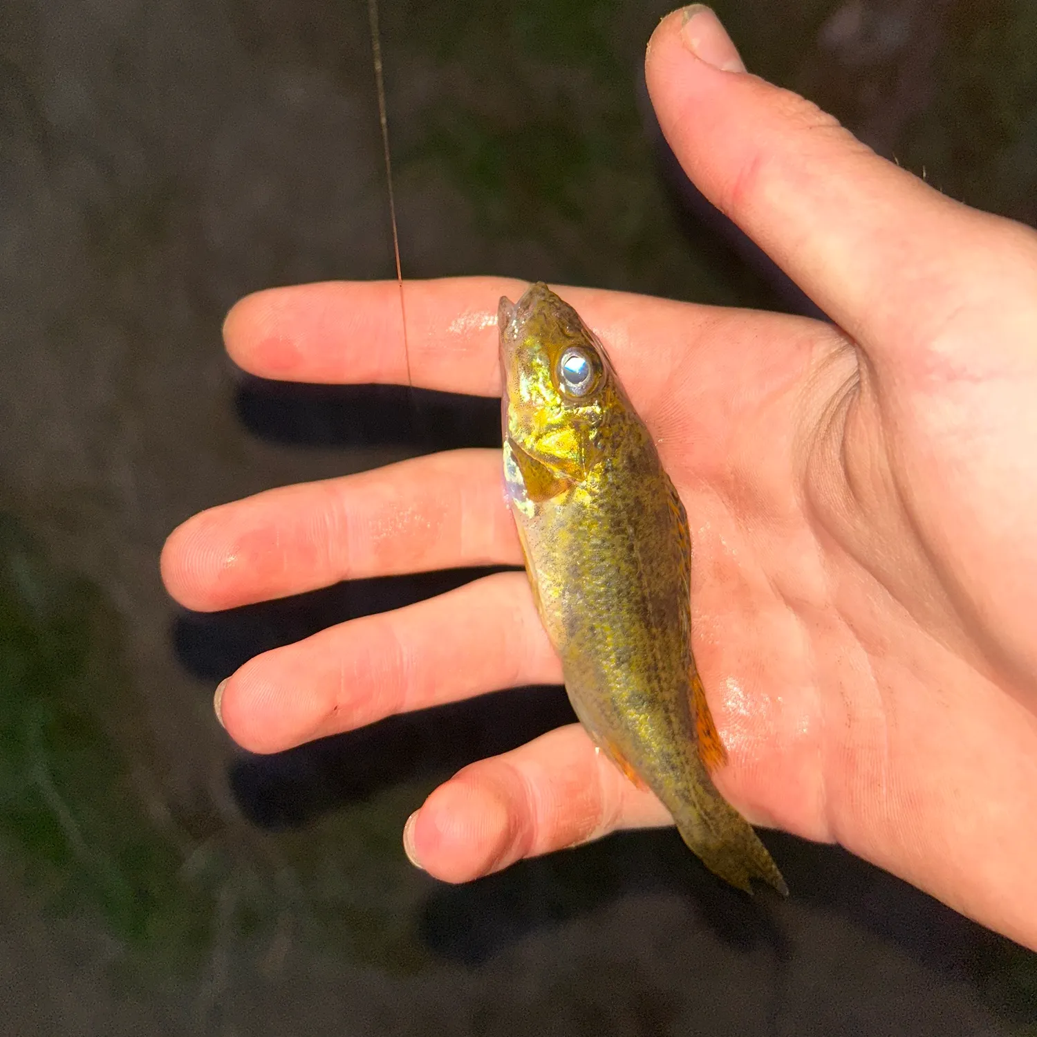 The most recent Eurasian ruffe catches on Fishbrain