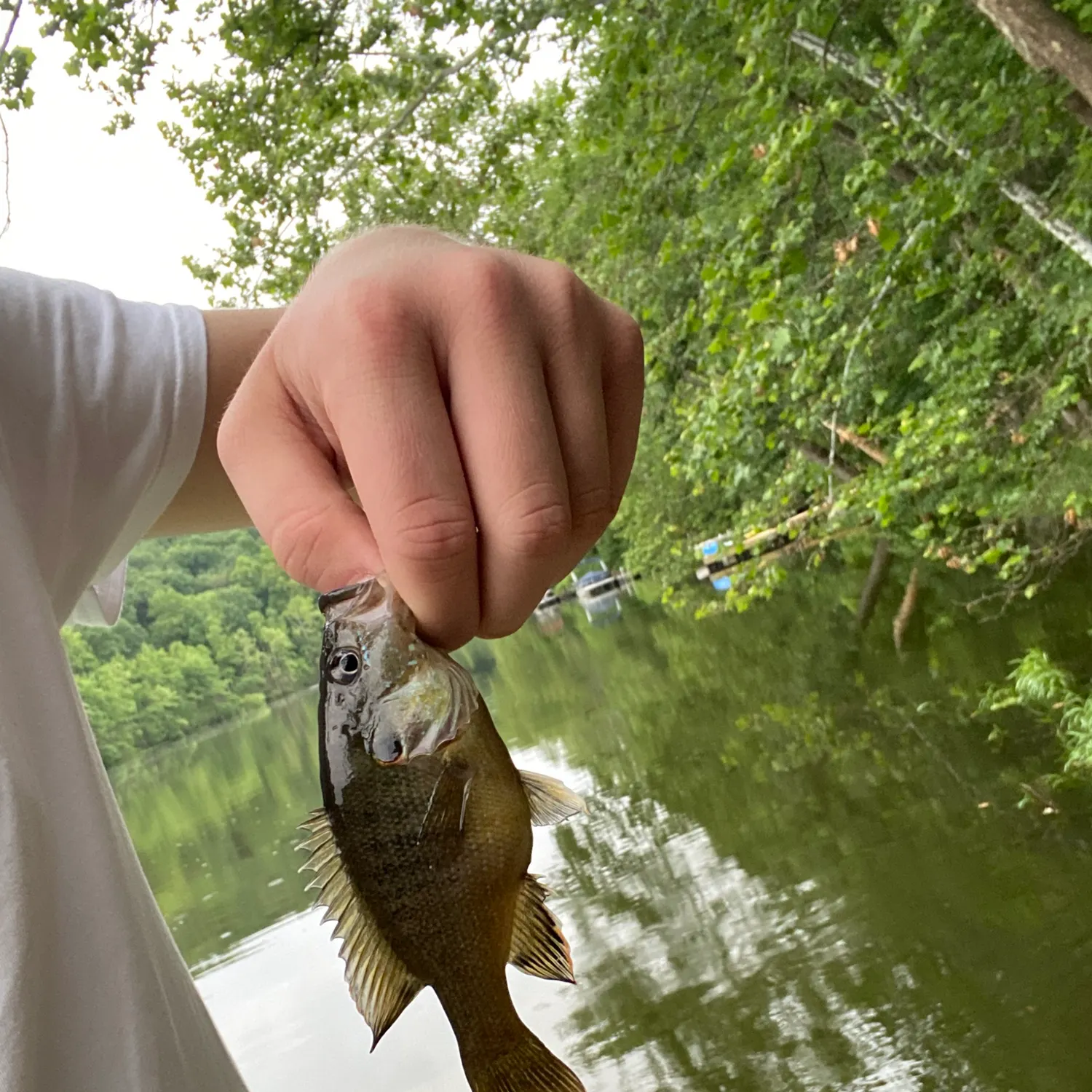The most recent Green sunfish catches on Fishbrain