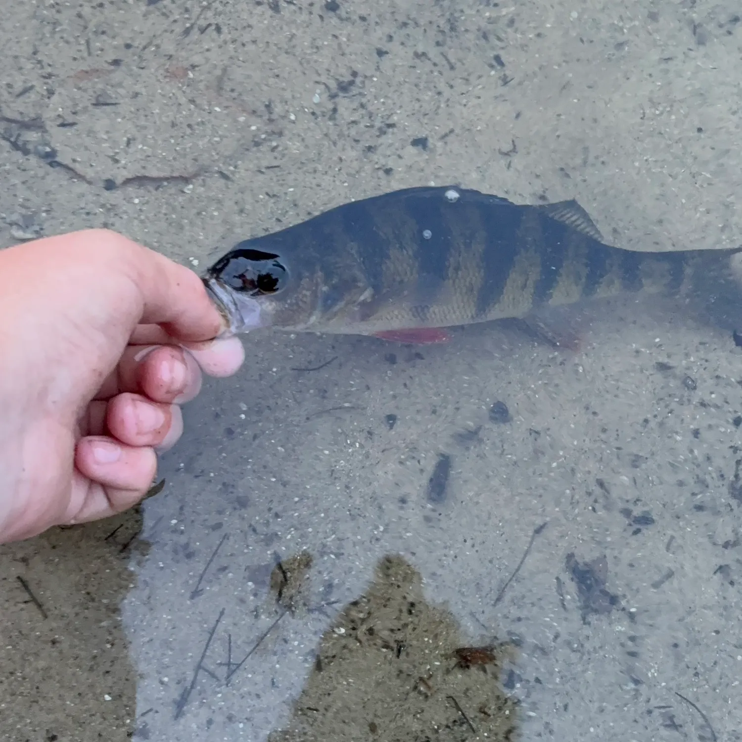 Yellow perch caught on Fishbrain