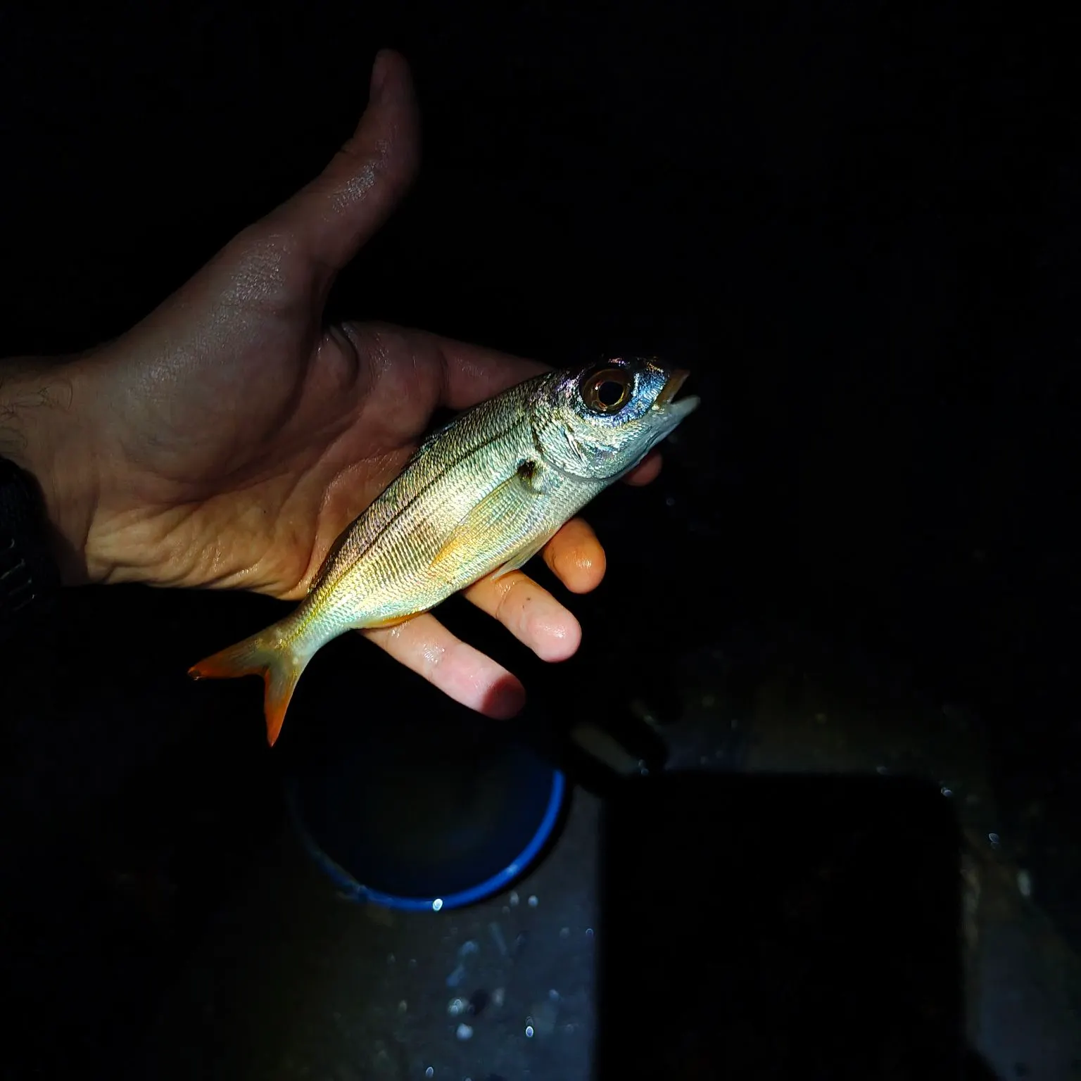 The most recent Axillary seabream catches on Fishbrain