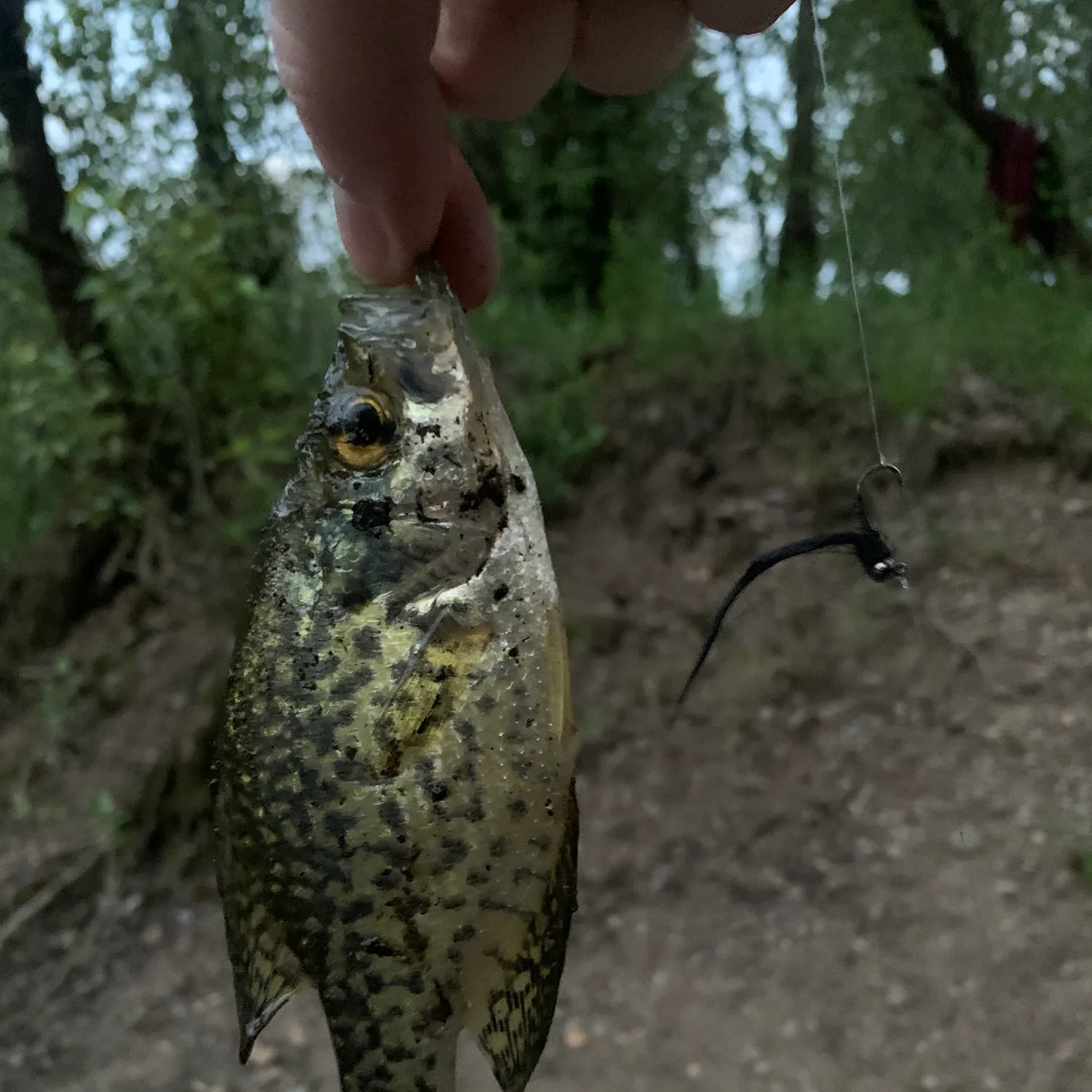 The most recent Black crappie catches on Fishbrain