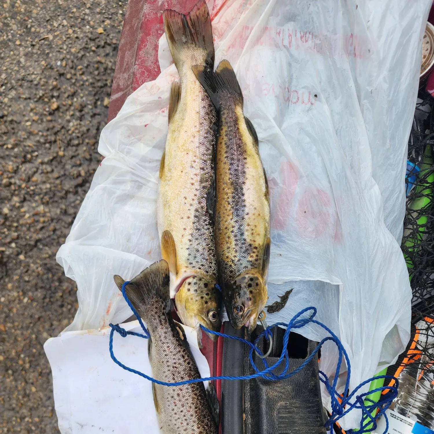 recently logged catches