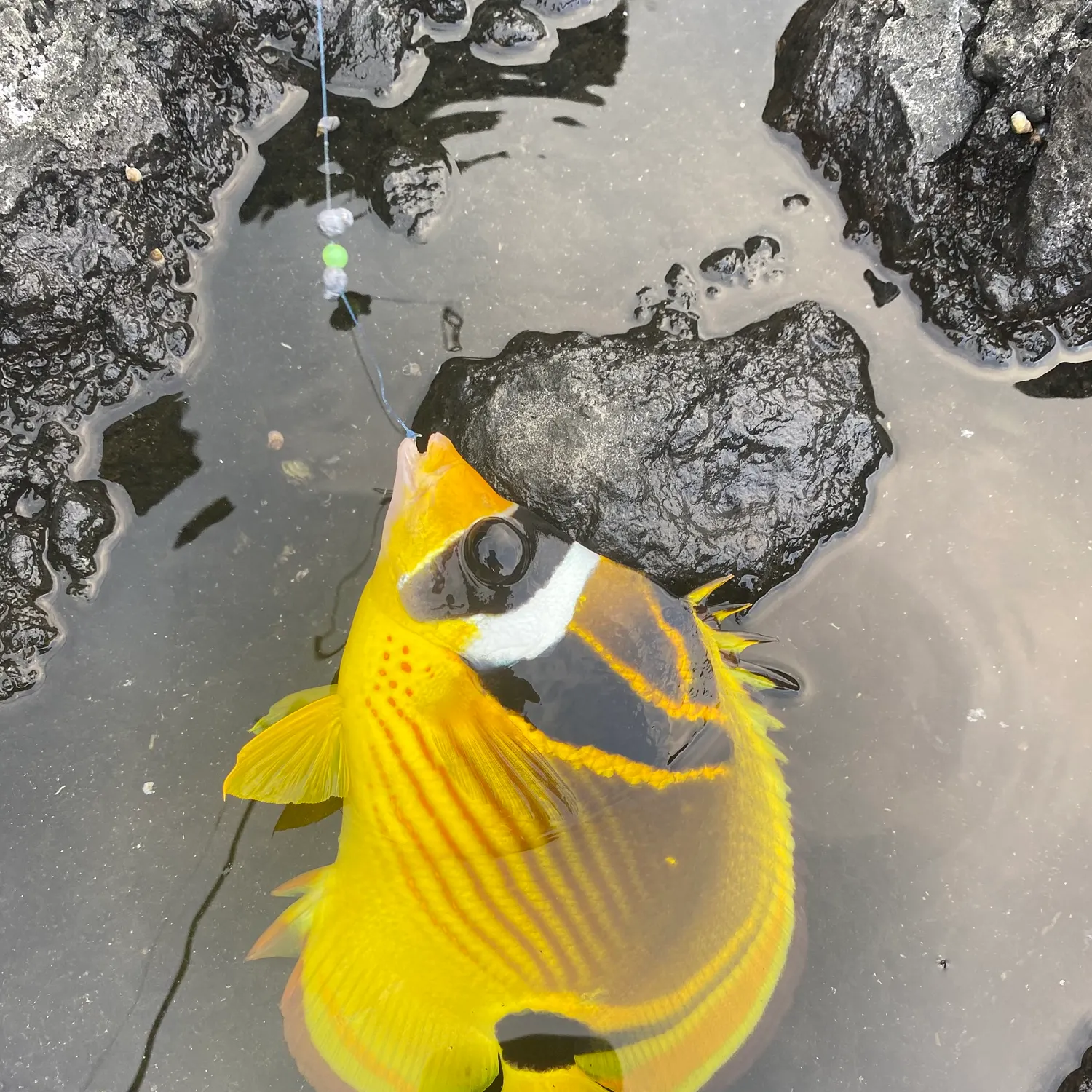 Raccoon butterflyfish caught on Fishbrain