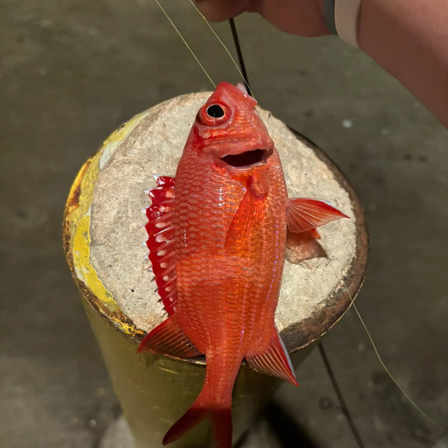 The most recent Sabre squirrelfish catches on Fishbrain