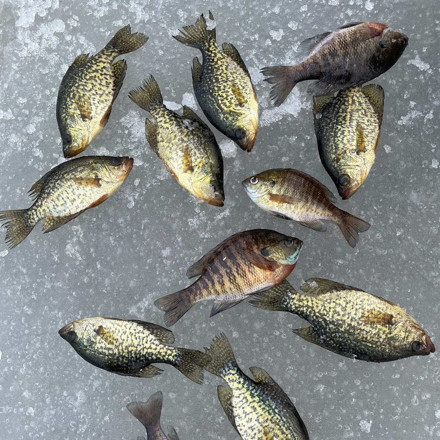The most recent Black crappie catches on Fishbrain