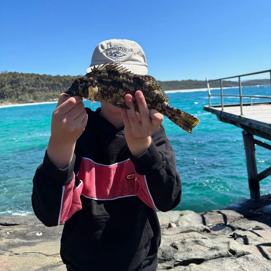 Eastern kelpfish caught on Fishbrain
