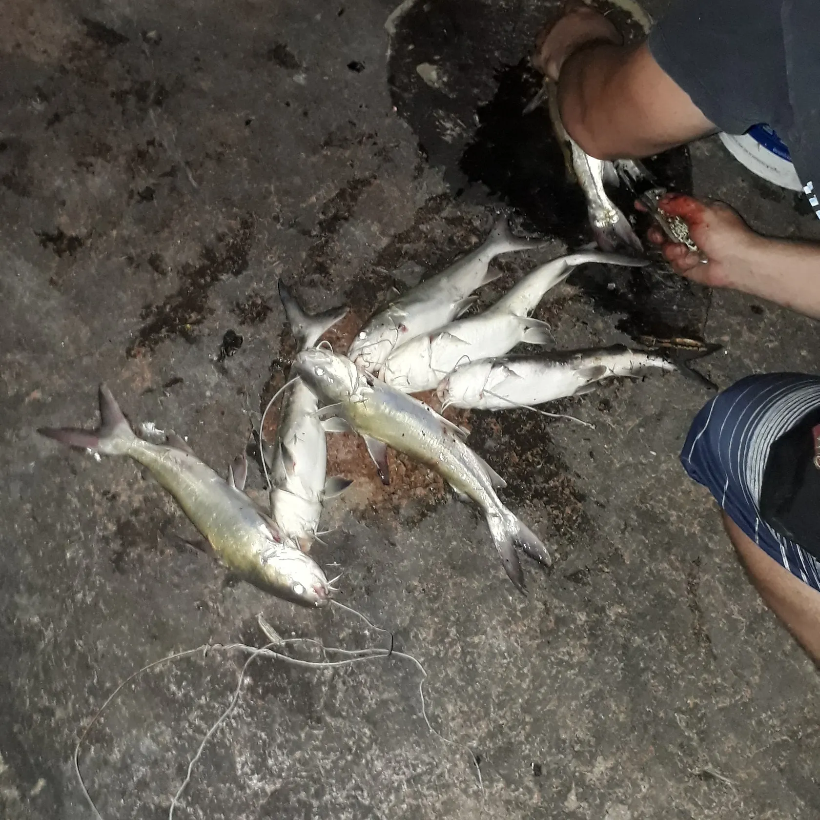 recently logged catches