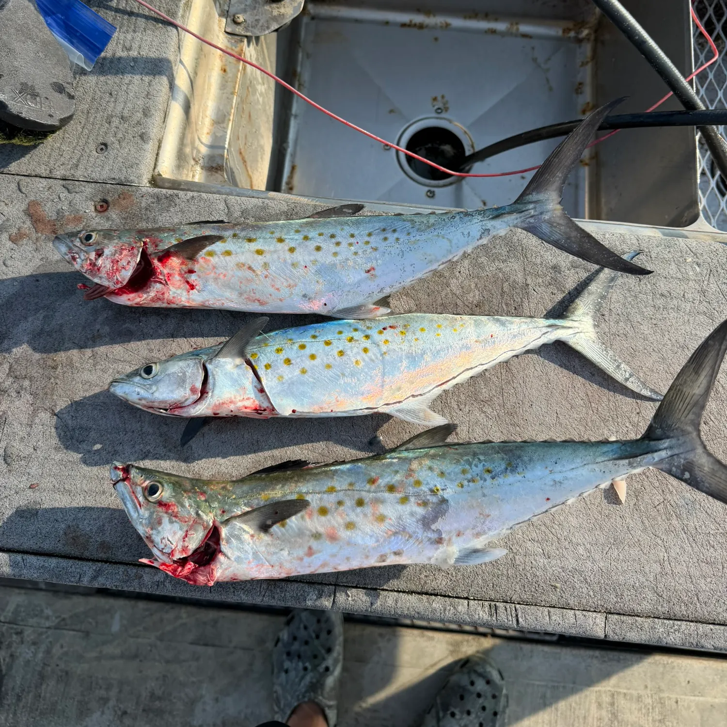 Spanish mackerel caught on Fishbrain