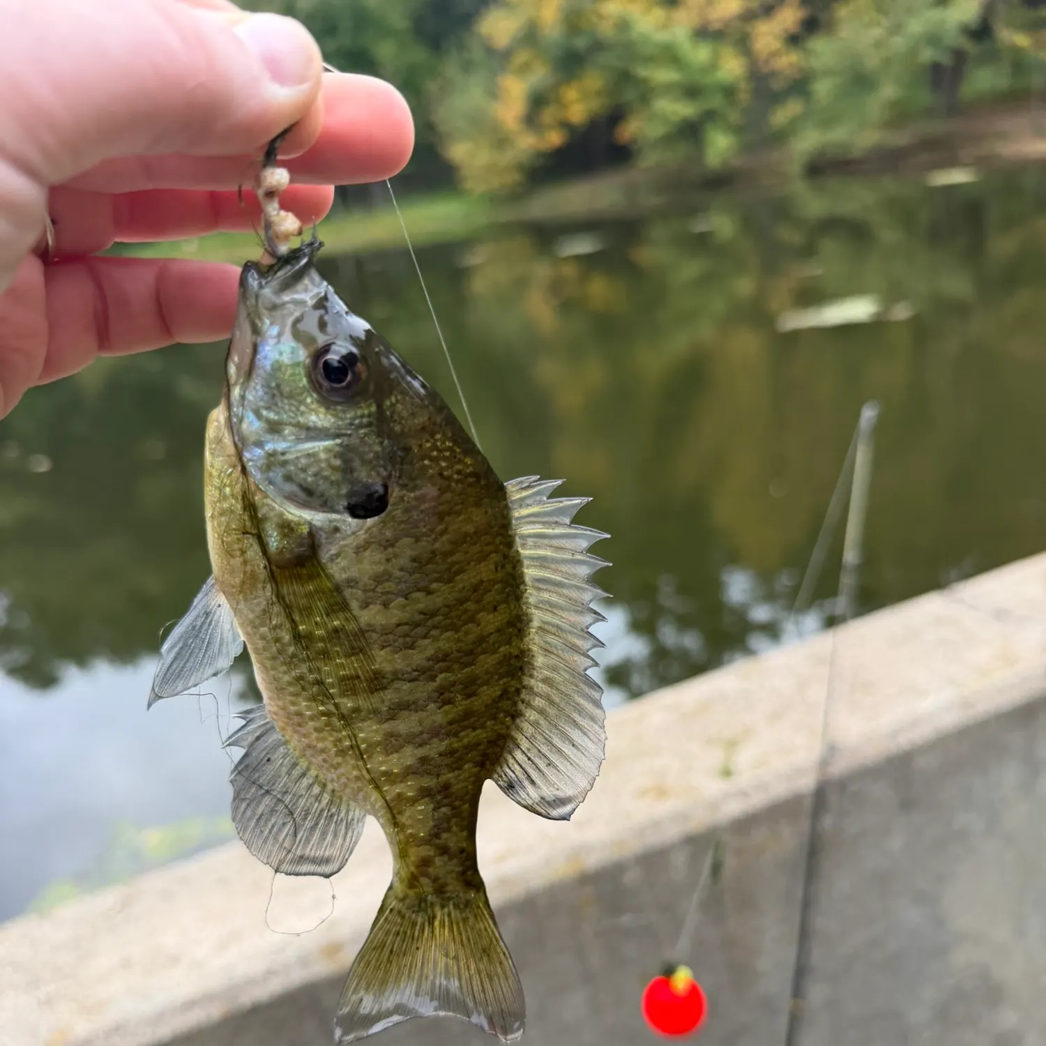 Bluegill caught on Fishbrain