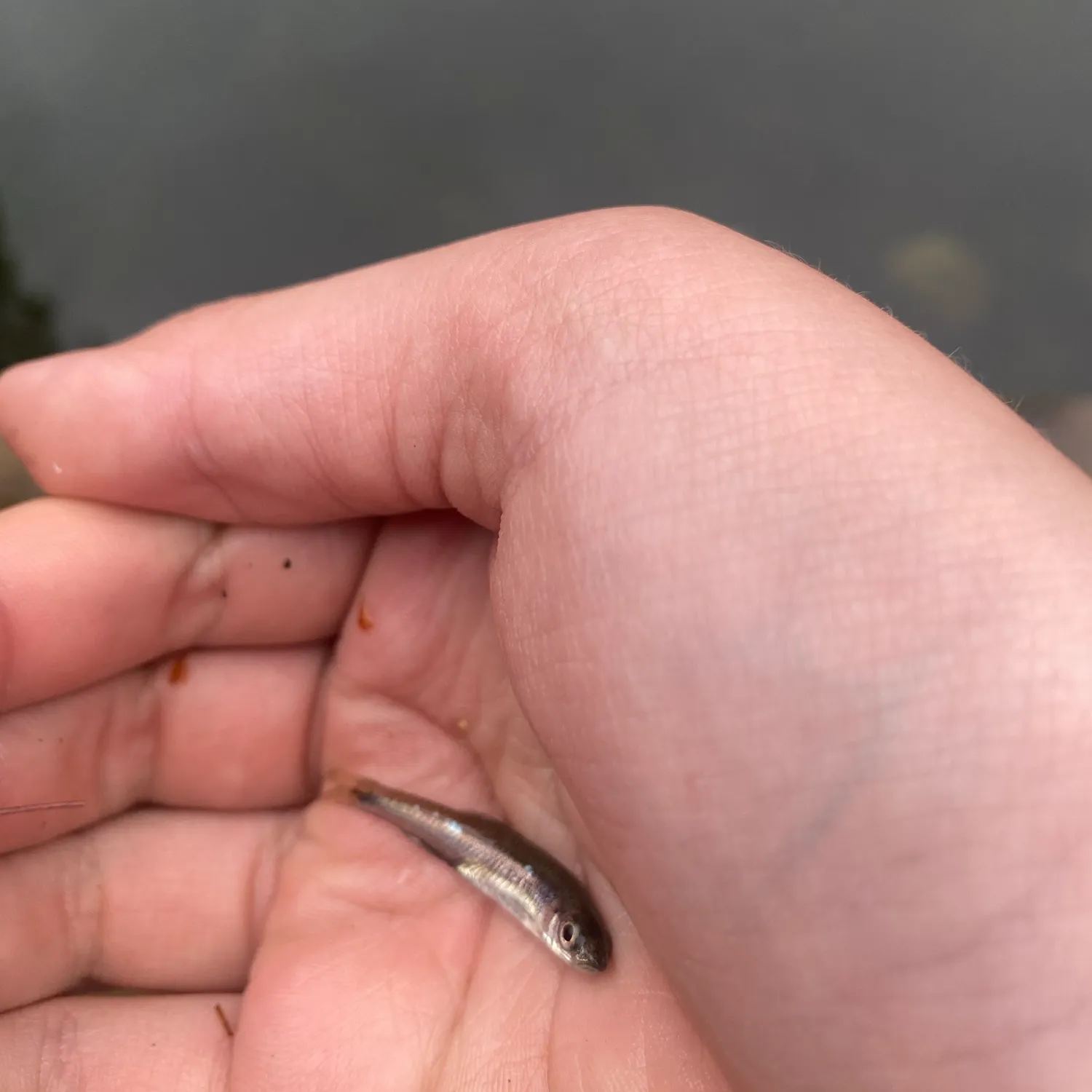 The most recent Blackstripe topminnow catches on Fishbrain
