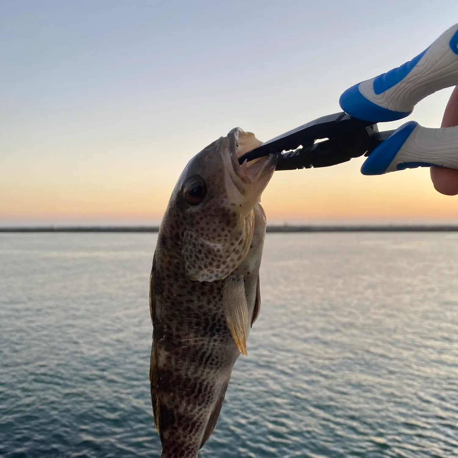 Spotted sand bass caught on Fishbrain