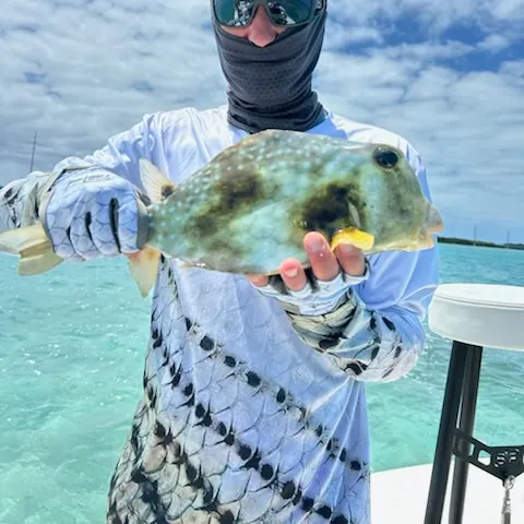 The most recent Shortnose boxfish catches on Fishbrain