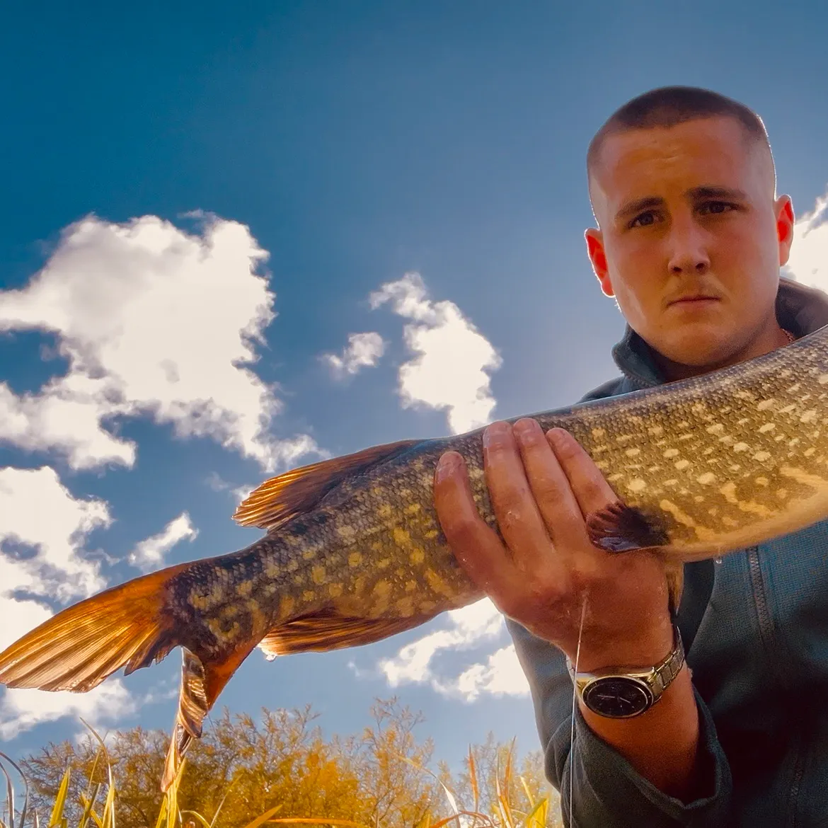Northern pike caught on Fishbrain
