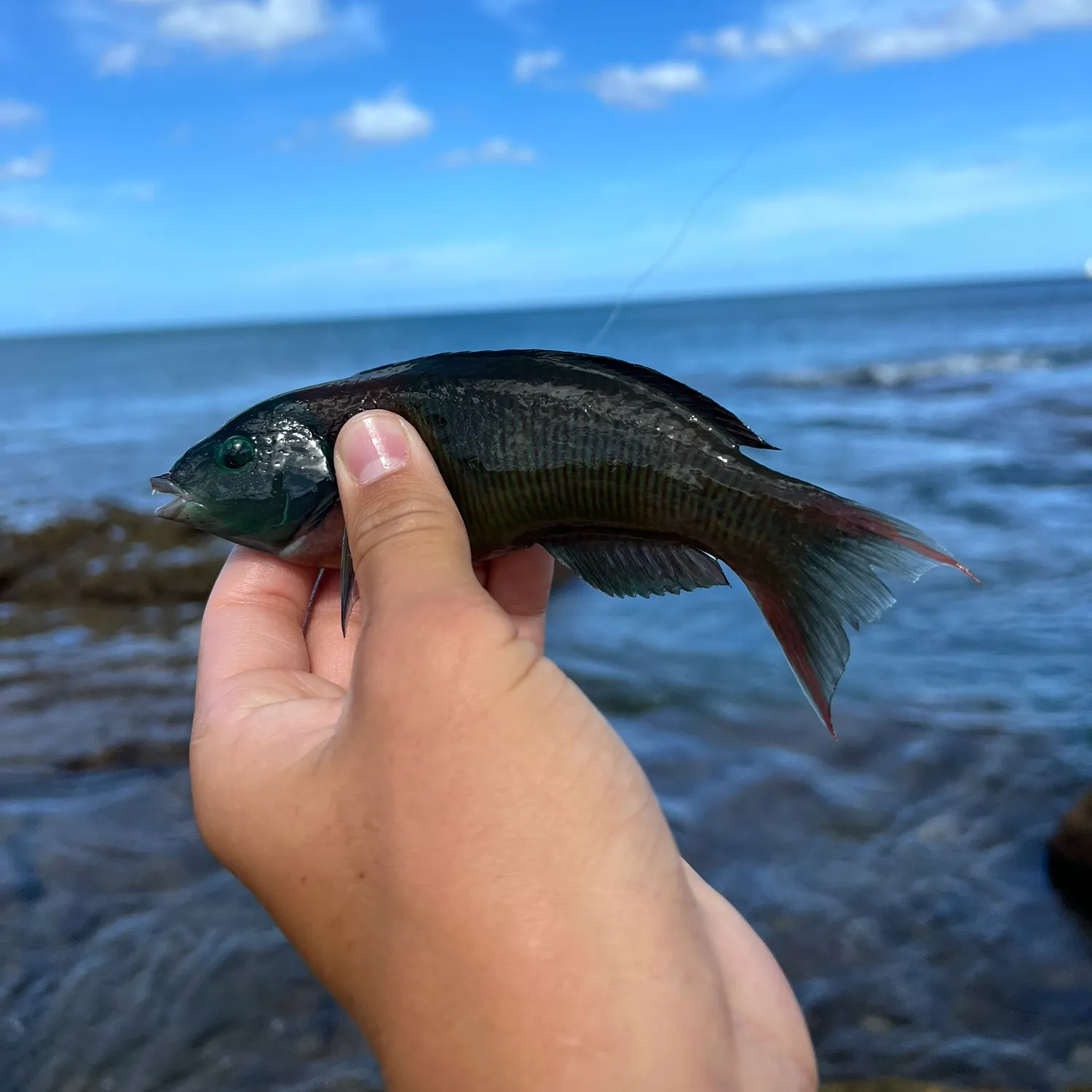 The most recent Bluespotted wrasse catches on Fishbrain