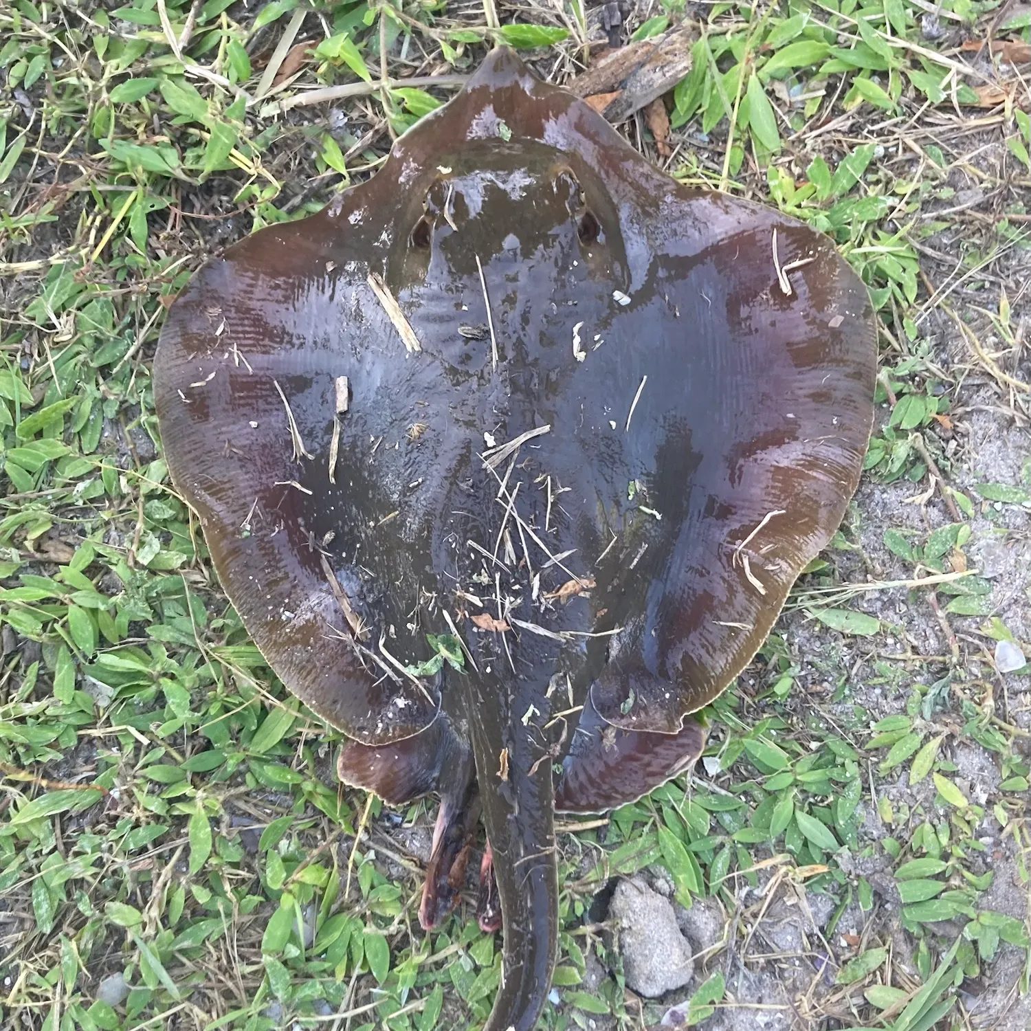 Atlantic stingray caught on Fishbrain