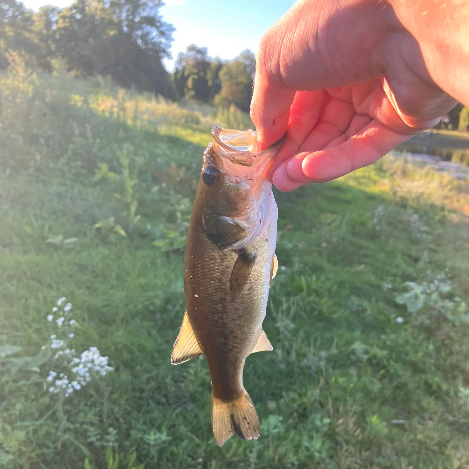 Fish caught on Fishbrain