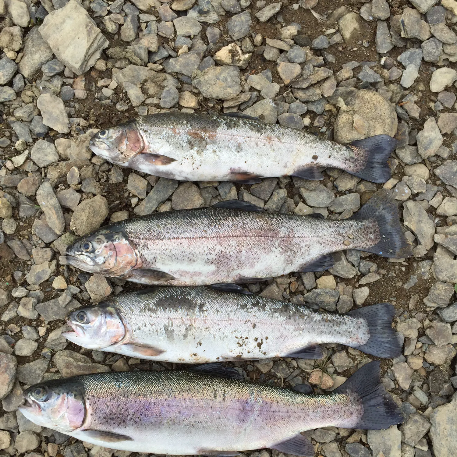 recently logged catches