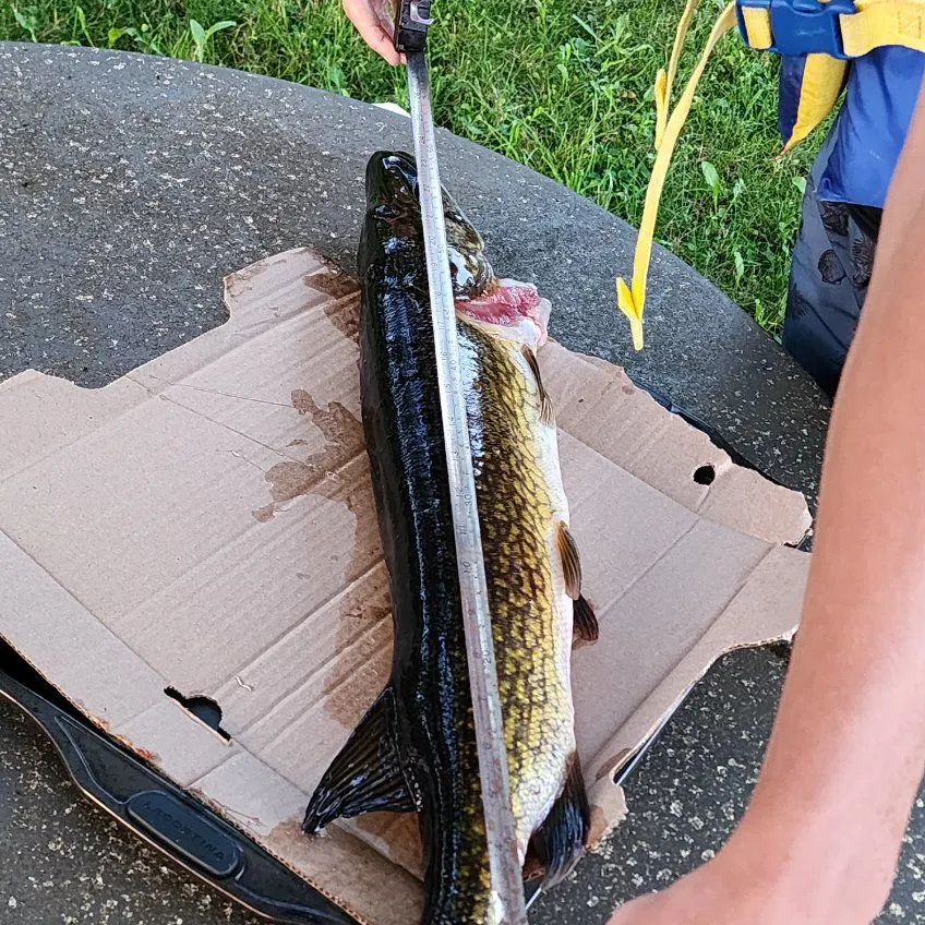 Chain pickerel caught on Fishbrain
