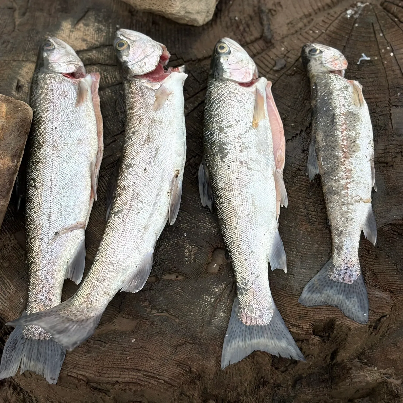 The most recent Rainbow trout catches on Fishbrain