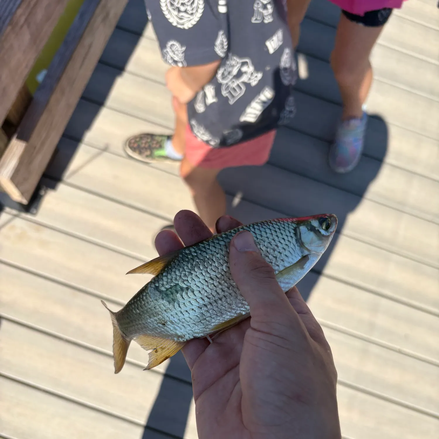 Golden shiner caught on Fishbrain