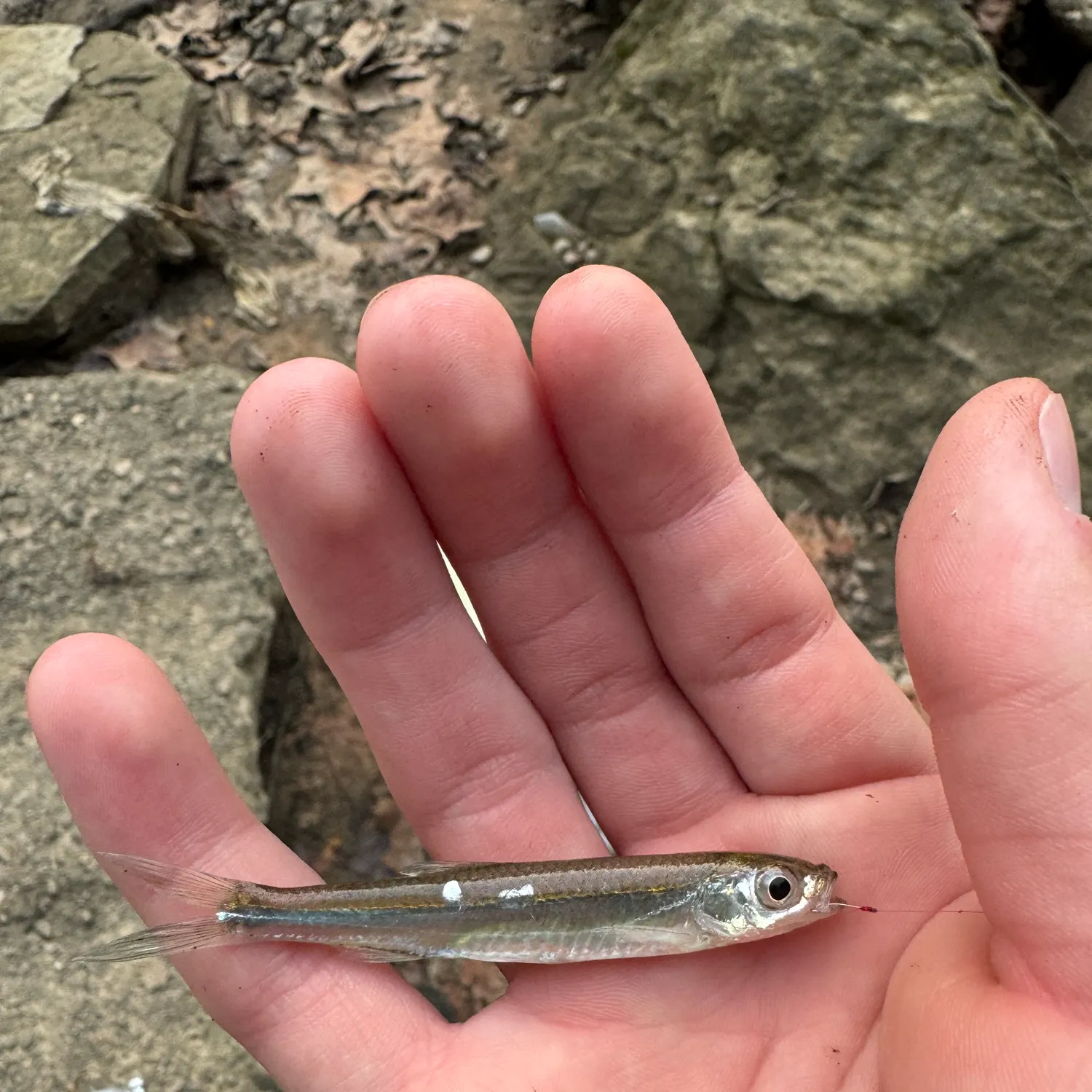 The most recent Emerald shiner catches on Fishbrain