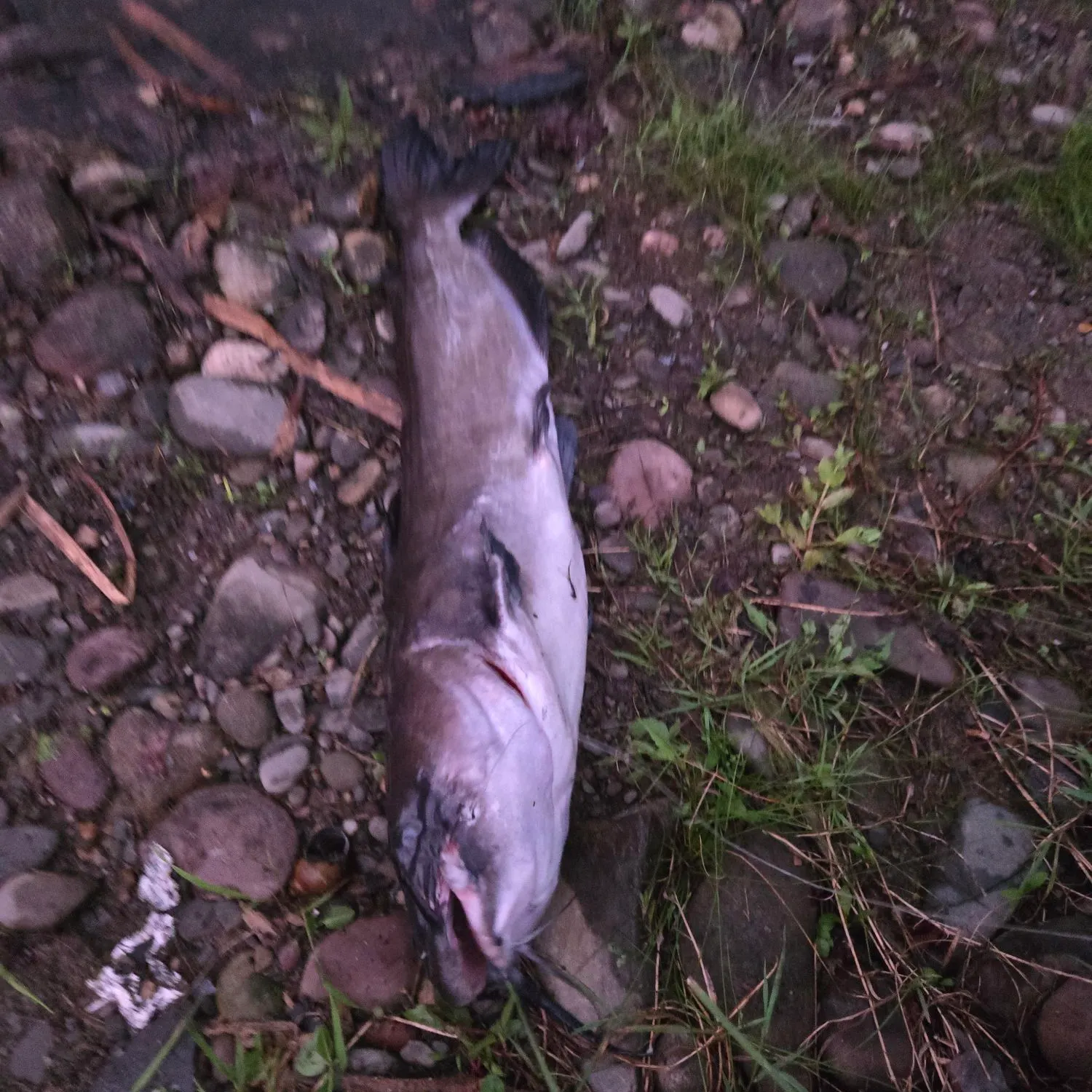 Channel catfish caught on Fishbrain
