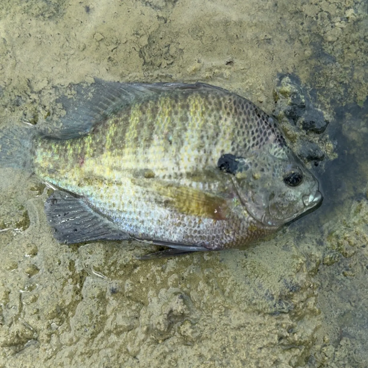 Bluegill caught on Fishbrain
