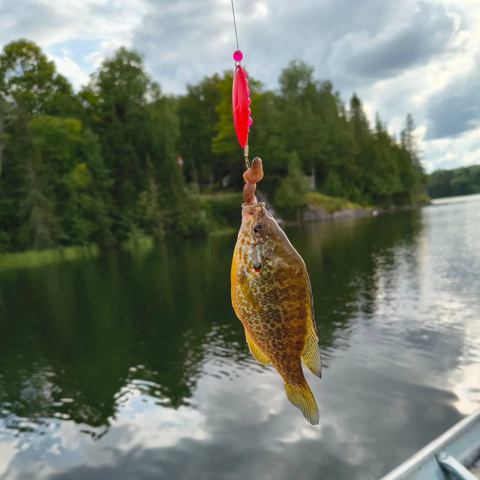 Pumpkinseed caught on Fishbrain