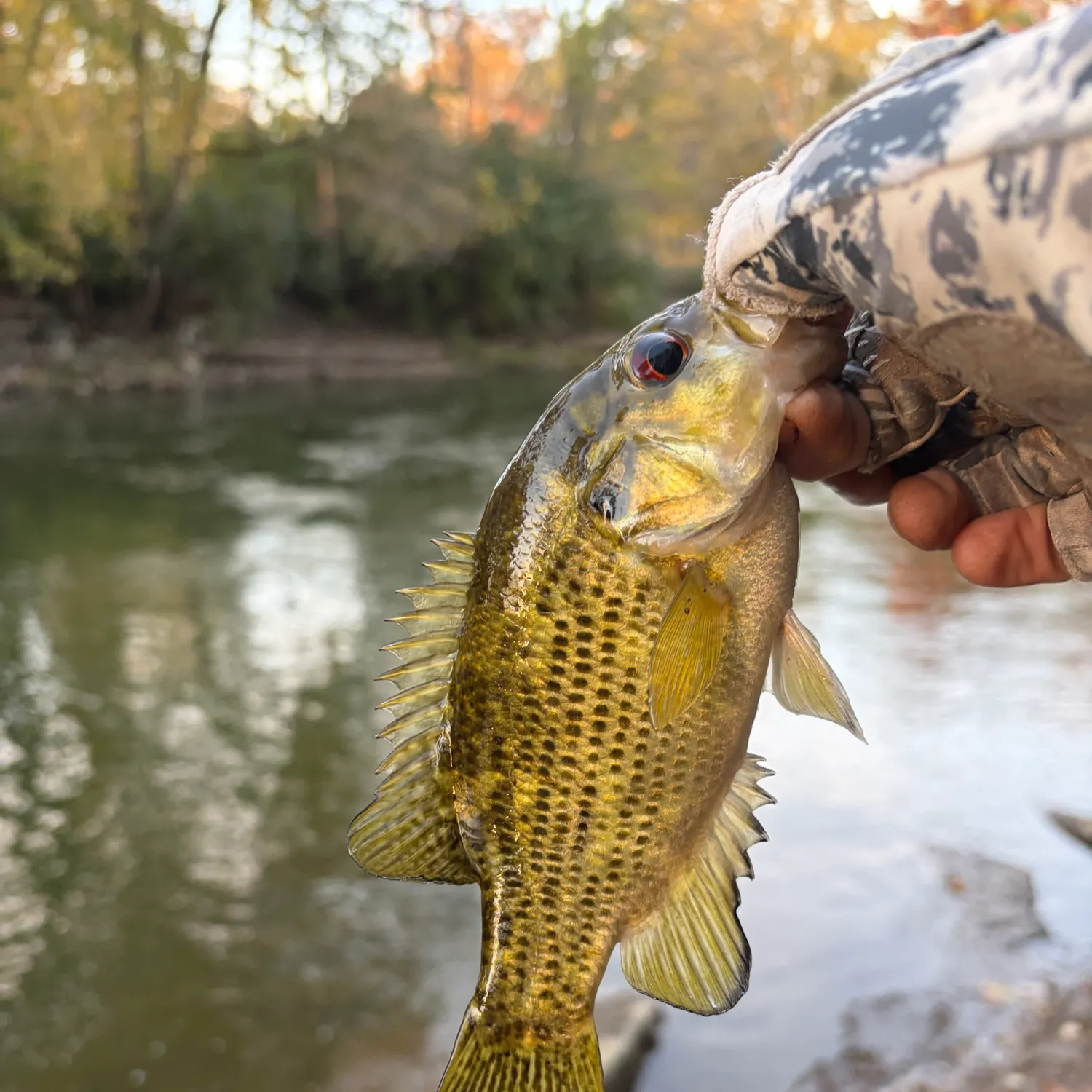 Rock bass caught on Fishbrain