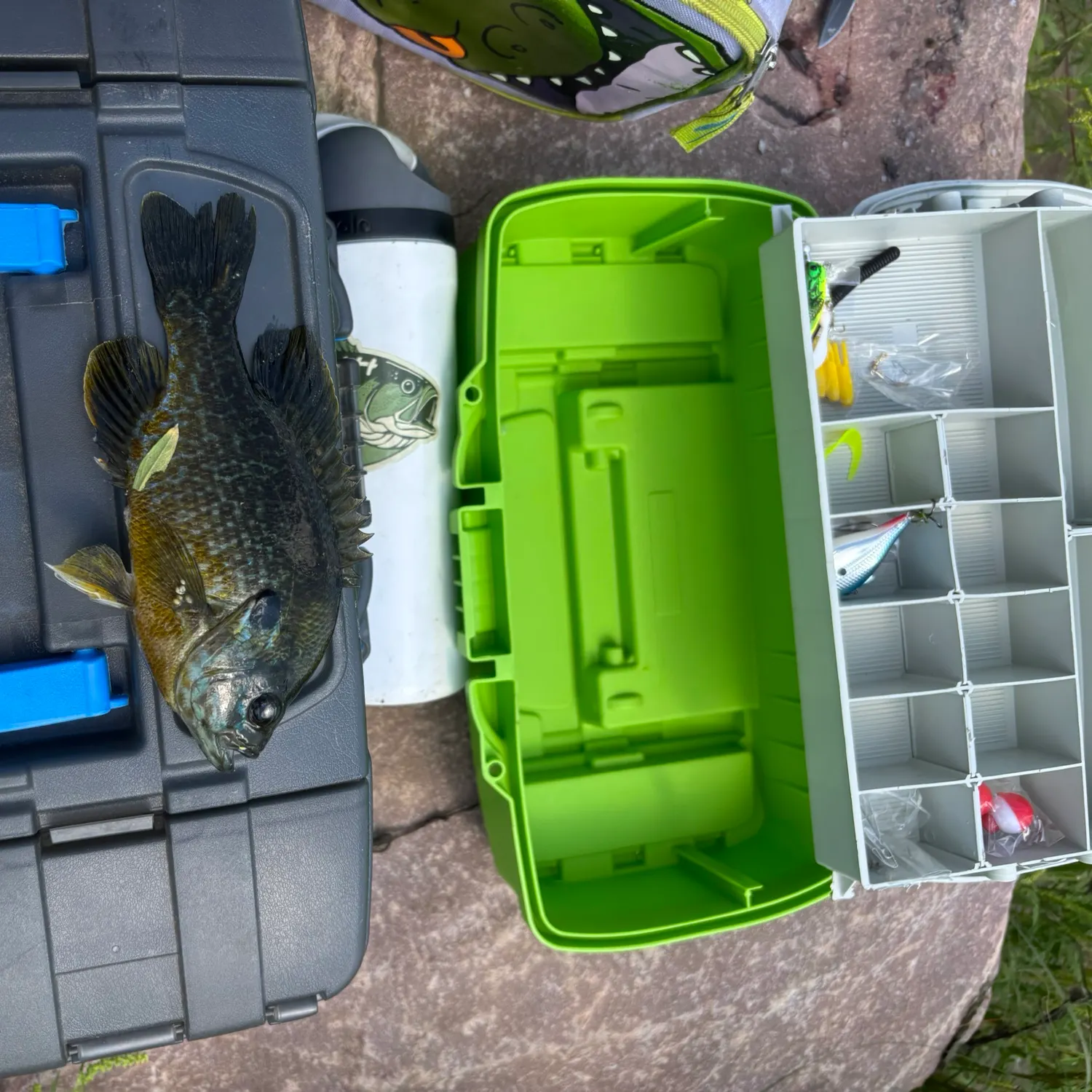 Greengill hybrid caught on Fishbrain