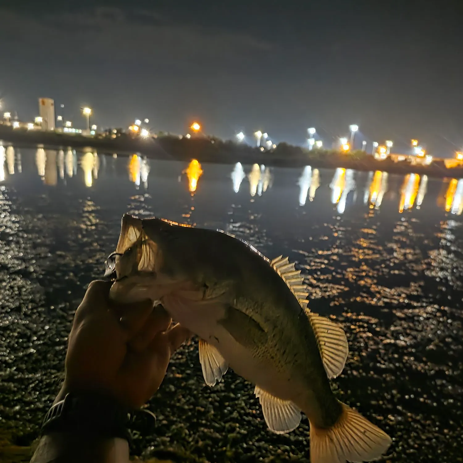 The most recent Largemouth bass catches on Fishbrain