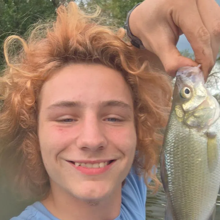 The most recent Whitetail shiner catches on Fishbrain